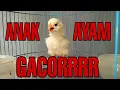 Download Lagu suara anak ayam , suara anak ayam memanggil induknya