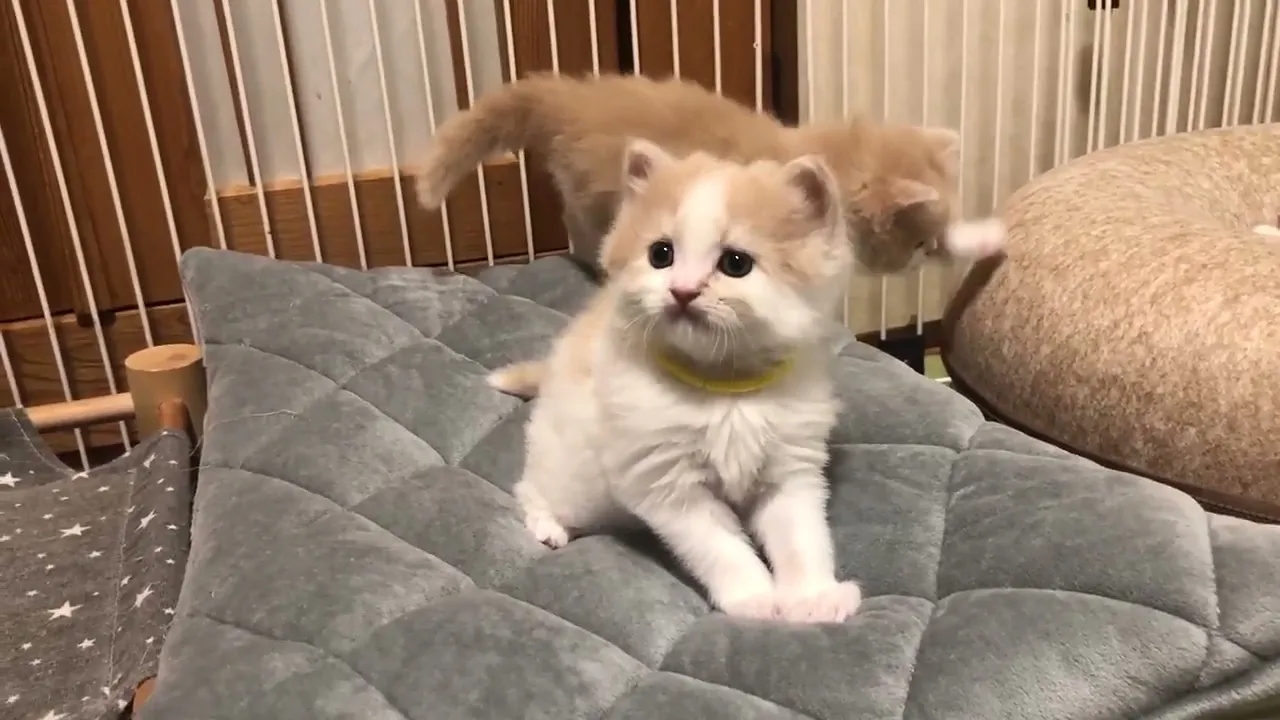 動画