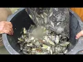 Download Lagu Fenomena Alam!!!hujan deras ikan kaget naik ke permukaan
