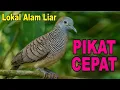 Download Lagu Perkutut Lokal Gacor alam liar iramanya BIKIN CEPAT NYAUT