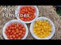 Lagu Microtomaten: 6 tomatenvariëteiten op zakformaat getest