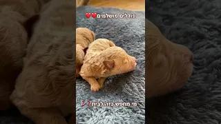 ויני וידי ויצי באלי אחד כזה רשמו בתגובות אם גם אתם Pets Poodlemix Puppy Poodle Dog Cute 