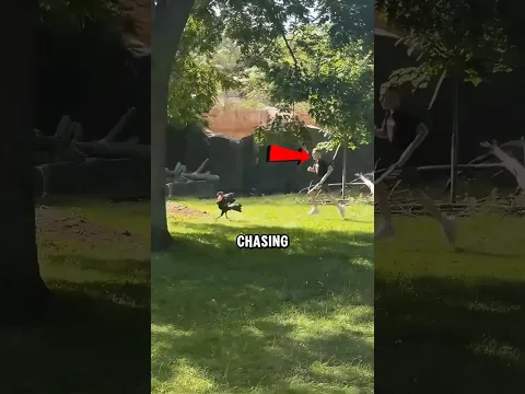 What Happened When This Boy Jumped Into a Bird Enclosure?😱