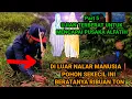 Download Lagu DI LUAR NALAR❗POHON SEKECIL INI BERATNYA RIBUAN TON