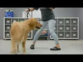 Bay Paws Pet Resort Ybor Luxury Dog Boarding Daycare Grooming Tour