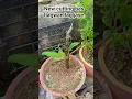Download Lagu finger crossed 🤞 #nature #flowers #song #garden