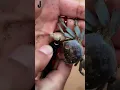 Download Lagu Terlihat Kejam, Tapi Seperti Ini Cara Melepaskan Capitan Kepiting #shorts #kepiting  #shortvideo