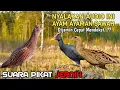 Download Lagu Suara Pikat Burung Ayam Ayaman Sawah. Suara Pikat Jernih