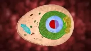 Animação Célula 3D