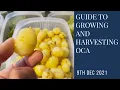 Download Lagu How to grow oca in containers from tuber to harvest