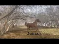 Soring 2026 JORGUS ans WORZEL