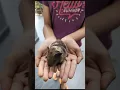 Guinea Pig Small Furry For Adoption - 3 Months Piggies from Banting Selangor
