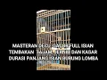 Download Lagu MASTERAN DECU GACOR FULL ISIAN TEMBAKAN TAJAM, JERNIH, DAN KASAR DURASI PANJANG ISIAN BURUNG LOMBA