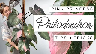 how i grew my pink princess huge in just one year pink princess philodendron tips
