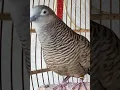 Download Lagu Burung Perkutut Lokal Bernyanyi Dengan Suara Paling Ampuh Untuk Memikat Semua Perkutut