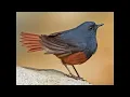 Download Lagu  Robins, Chats, Wheatears