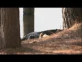 Fatal Gator attack PKG