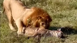 Male lion realises the hyena is still alive
