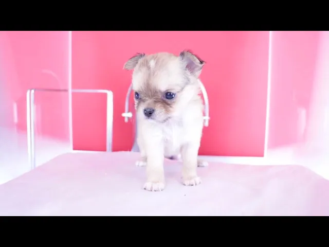 動画