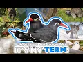 It s my TERN 20 New Species Planet Zoo Mod Showcase