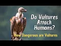 Are Vultures Dangerous to Humans How Dangerous are Vultures vulture behavior