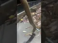 fisherman catches poisonous sea snake 🐍 and releases it