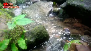 terapi suara air mengalir dengan kicauan burung di hutan