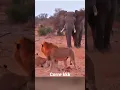 Download Lagu Leão x Elefante #lion #elephant