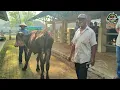 Download Lagu Sapi Babon Harga Cuma 7 Juta‼️Update Sapi Babon di Pasar Munggi Semanu Gunungkidul‼️
