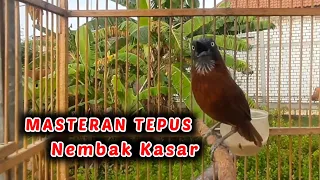 tepus kepala abu gacor nembak tajam