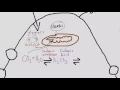 Osteoclast function