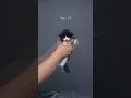 Download Lagu Kitty growing up 🐱📈#furryfritz #catographer #kitten #growingup #cat #mainecoon #tuxedocat
