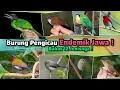 Download Lagu Burung Kicau Endemik Jawa ‼️ Bahas 12 Jenis Burung