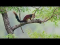 Video di Malabar giant squirrels (Ratufa indica)
