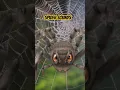 Download Lagu Spider Sounds #shorts - Spider Noises🕷️