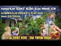 Download Lagu ALHAMDULILLAH , BERKAH‼️Hantarkan Sedikit Rezeki Hasil Penjualan RONGSOK \u0026 TELUR AYAM Nenek ICIH ,