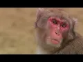 Monkey Cuisine Secret Wilderness Japan BBC Earth