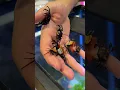 Download Lagu This is what VAMPIRE crabs look like! 🧛🏼‍♂️🦀 #aquashella #vampirecrab #aquarium #aquascape #fish