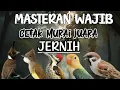 Download Lagu MASTERAN MURAI BATU TERBAIK SUARA FULL TEMBAKAN PANJANG UNTUK MASTERAN AGAR MURAI JUARA