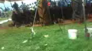 bana mahlanya le mojek moeaneng