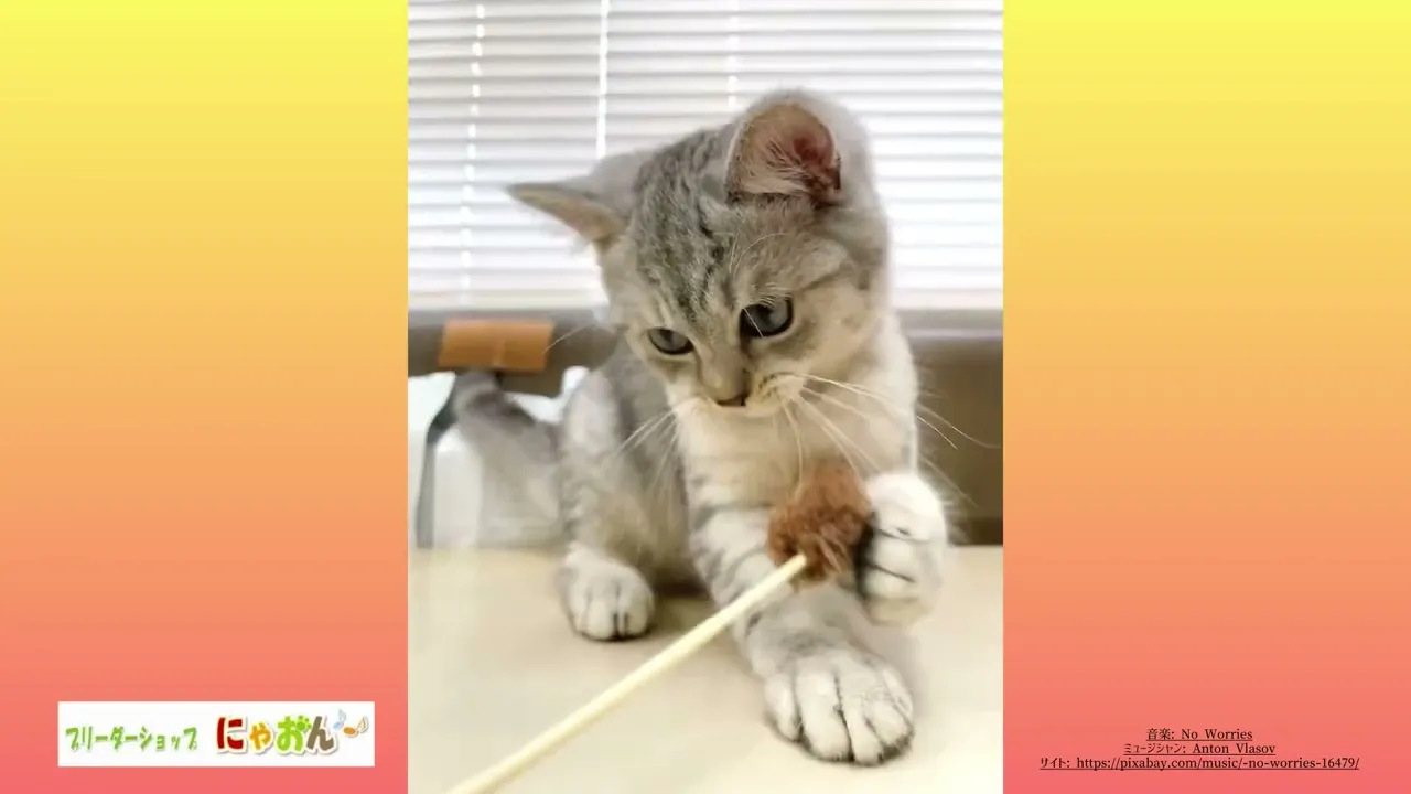 動画