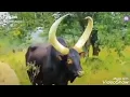 Download Lagu Inka zinyankore inziza
