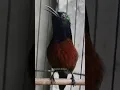 Download Lagu ORA NEMBAK ORA PENAK #konin #konindacok #kolibrininja #mabeskicau #masteranburung #birds #shorts