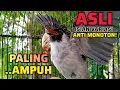Download Lagu Suara  Burung Kutilang Gacor Isian Variasi anti monoton Paling Ampuh Untuk Pancingan Pikat kutilang