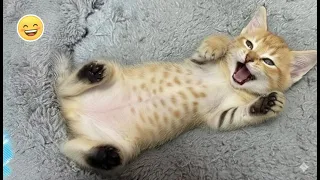 This Kitten Woke Up and Chose Chaos 😹
