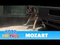 Security guards rush to help Hope For Paws rescue a homeless German Shepherd