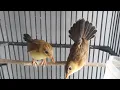 Download Lagu Anakan Burung Salome (cici padi)
