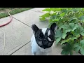 Experience with Short Snout Dog Muzzle with Soft Mesh Honest Review Feedback W6701