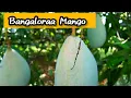 Download Lagu Bangaloraa Mango | Mango season | #Rocker_Studio