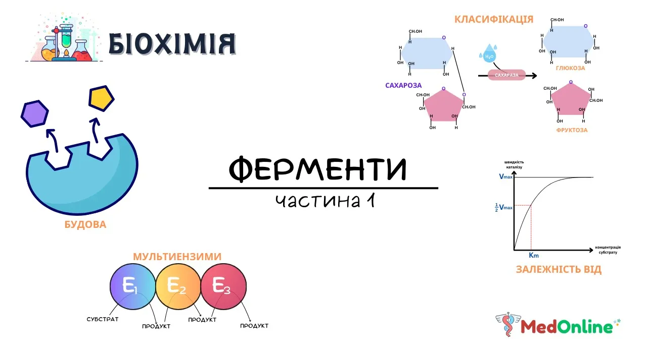 Ферменти | Будова, Класифікація, Механізм дії